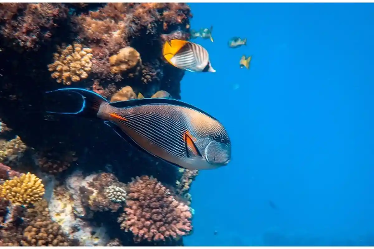 Sama Bahayanya dengan Krisis Iklim, Polusi Suara yang Ditimbulkan Manusia Ancam Kehidupan di Laut
