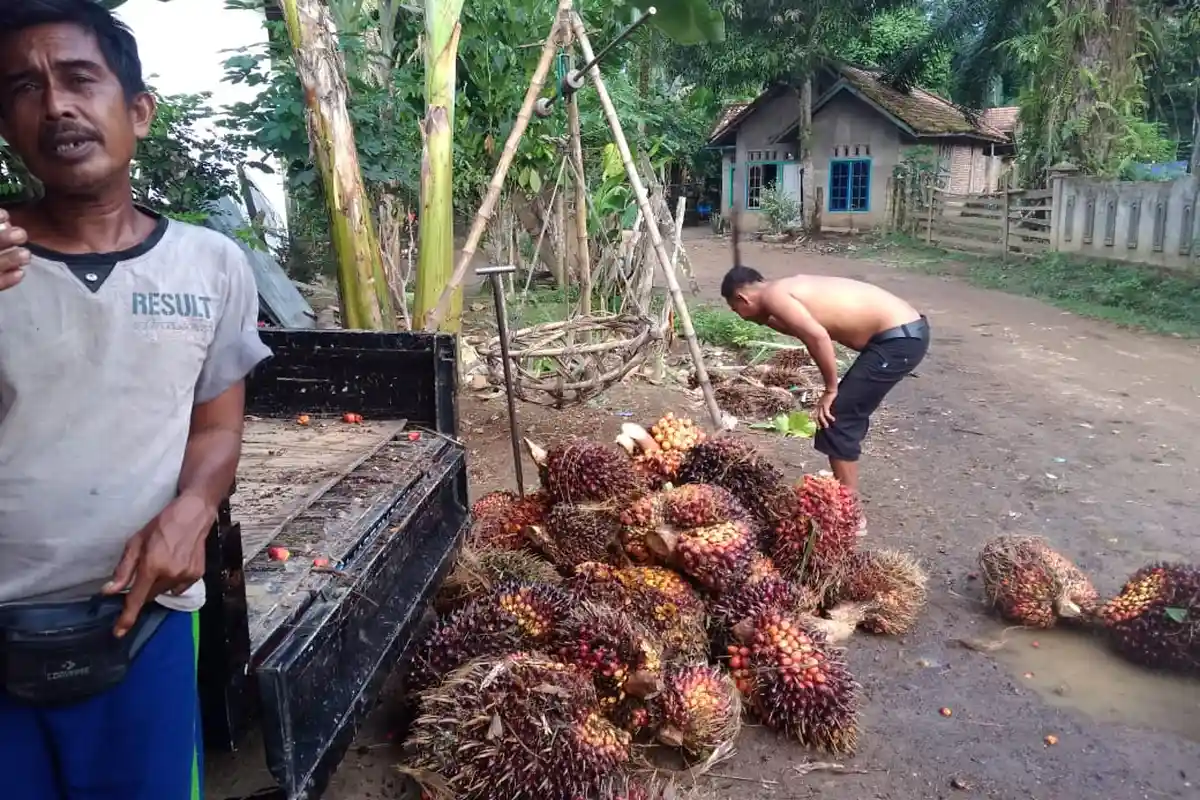TBS Turun Lagi, Harga TBS Kelapa Sawit Jambi periode 31 Januari-6 Februari 2020, Apa Sebabnya?