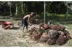 Petani-Sawit-di-Kalteng-22-Mei-2026.jpg