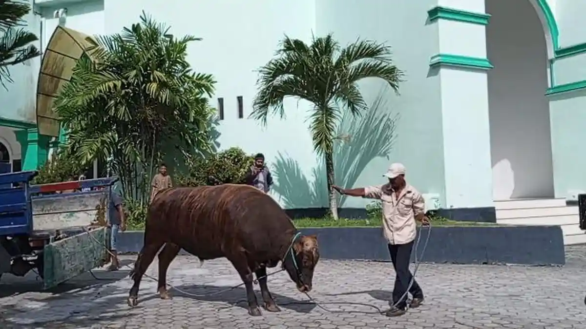 Kenali Sapi Red Angus 800 Kg, Sumbangan Kurban Presiden Prabowo tuk Warga Masohi