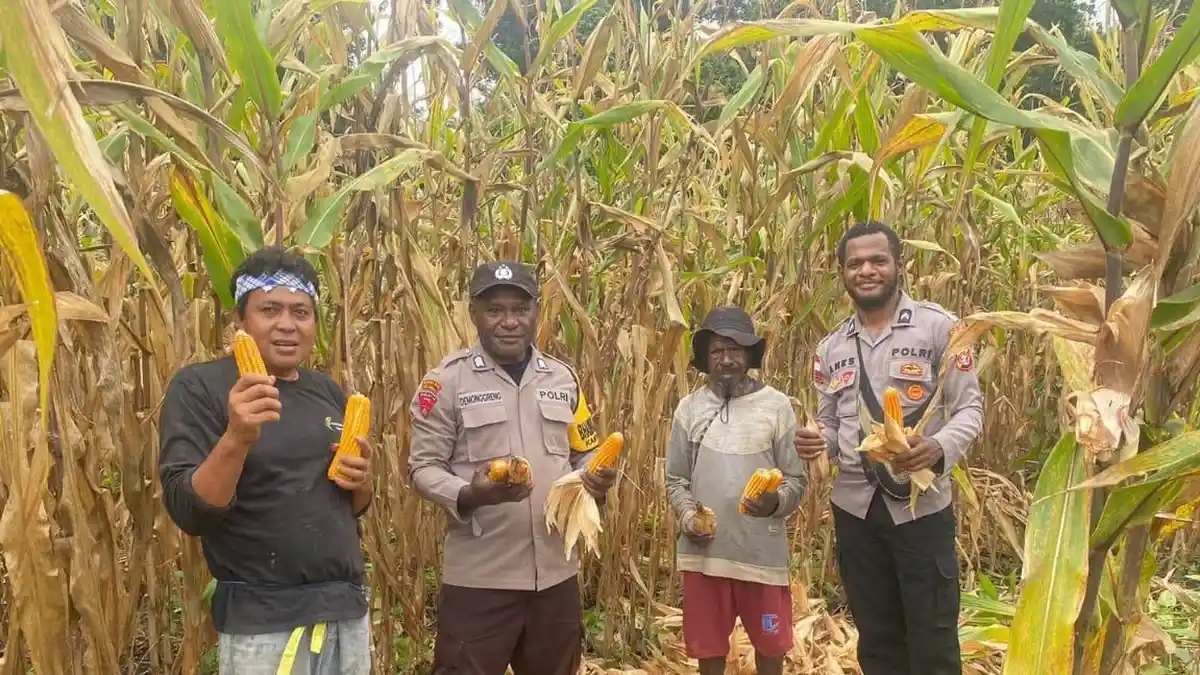 Polres Keerom Kolaborasi Dengan Masyarakat Tanam Padi dan Panen Jagung