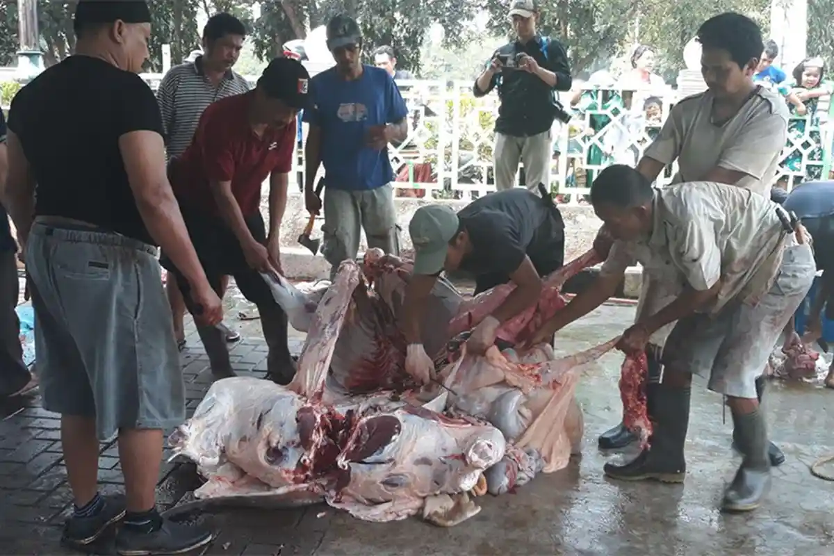 Jangan Sembarang Buang Limbah Hasil Pemotongan Hewan Kurban