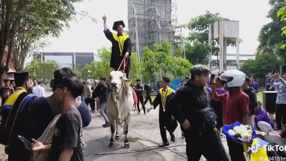 Viral Wisudawan Naik Sapi ke Kampus Universitas Veteran Bangun Nusantara Sukoharjo