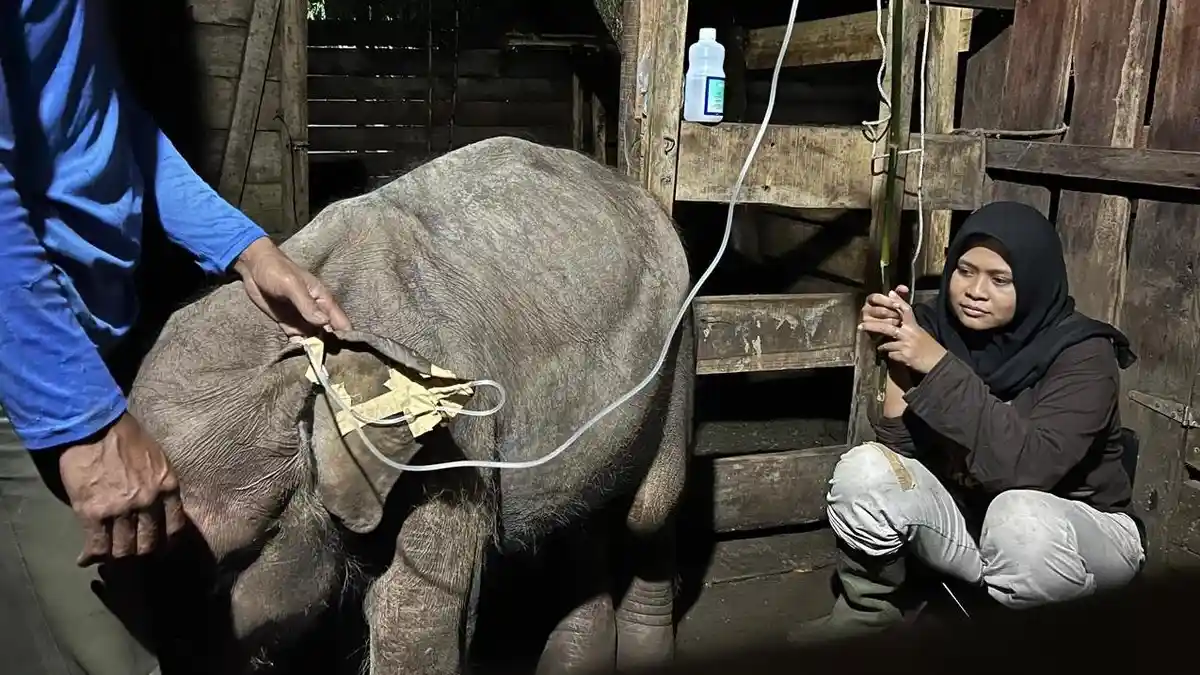 Panton Si Anak Gajah Akhirnya Mati di PLG Saree Usai Setahun Dirawat