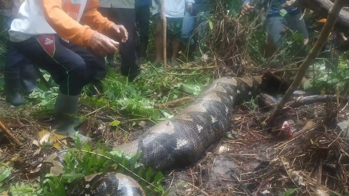 Seorang Ibu Penyadap Karet Tewas Ditelan Ular Piton 6 Meter, Kondisi Warga Mencekam