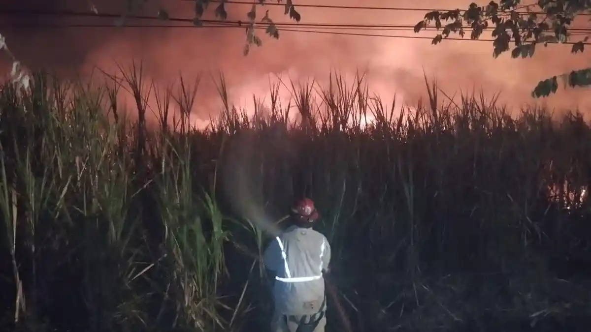 Kebakaran Melanda Lahan Tebu Seluas 1,5 Hektare di Jombang, Pembakaran Sampah Biang Keroknya