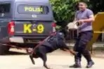 Pelatihan Satwa K-9 Direktorat Sabhara Polda Metro Jaya