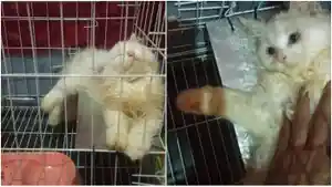 Snowy-Cat.jpg
