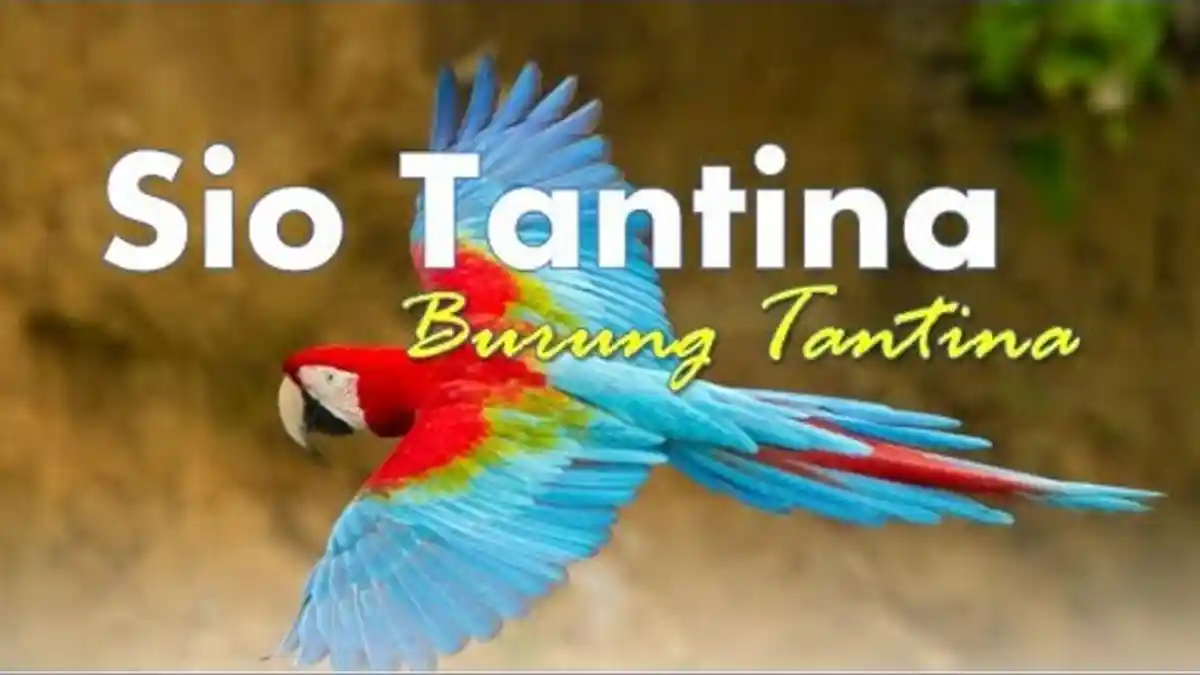Chord Kunci Gitar Burung Tantina