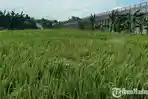 Ribuan Hektare Lahan di Sumenep belum Terjangkau Jalan Usaha Tani, DKPP Fokus Penyediaan Air