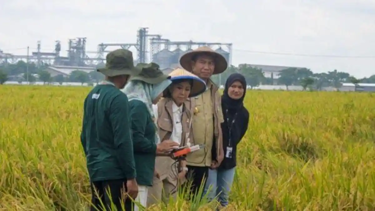 MSMB Wujudkan Pertanian Cerdas di Sragen lewat Program Tani Digital