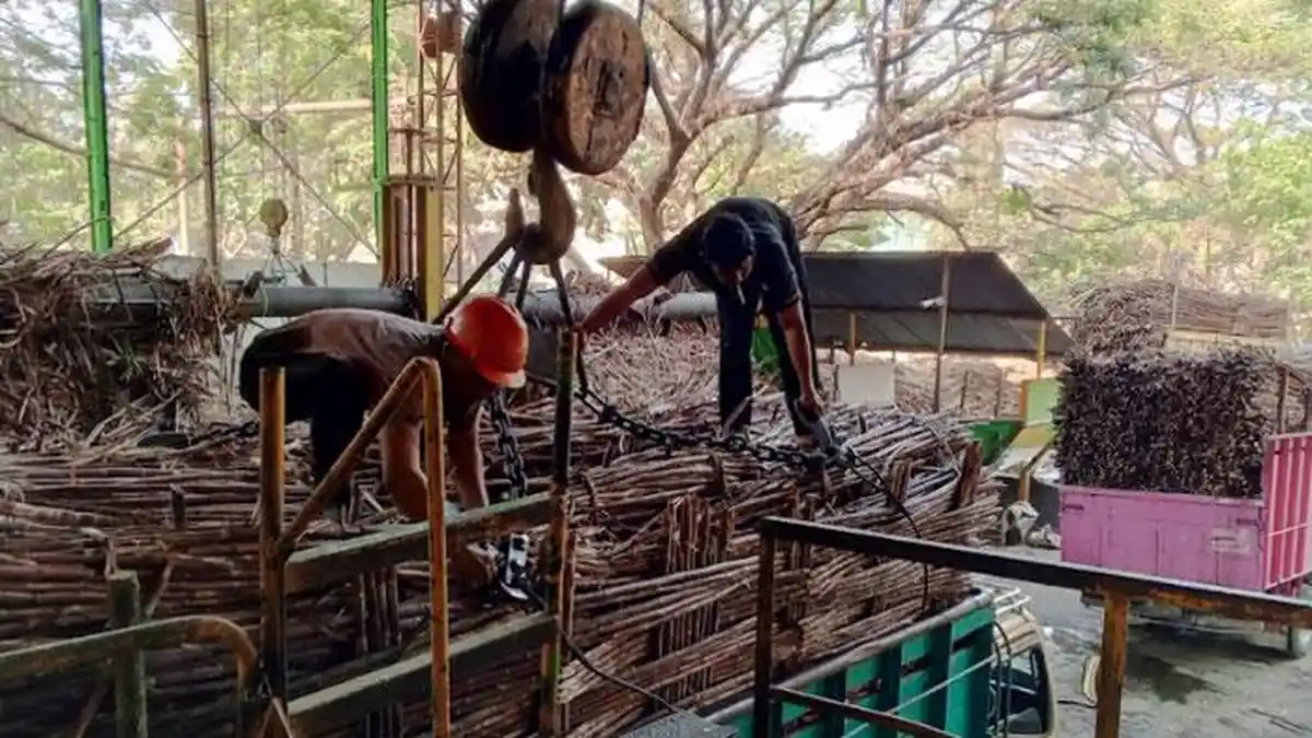 Rendemen PG Mojopanggung Tulungagung di Angka 8 Persen, El Nino Ikut ...