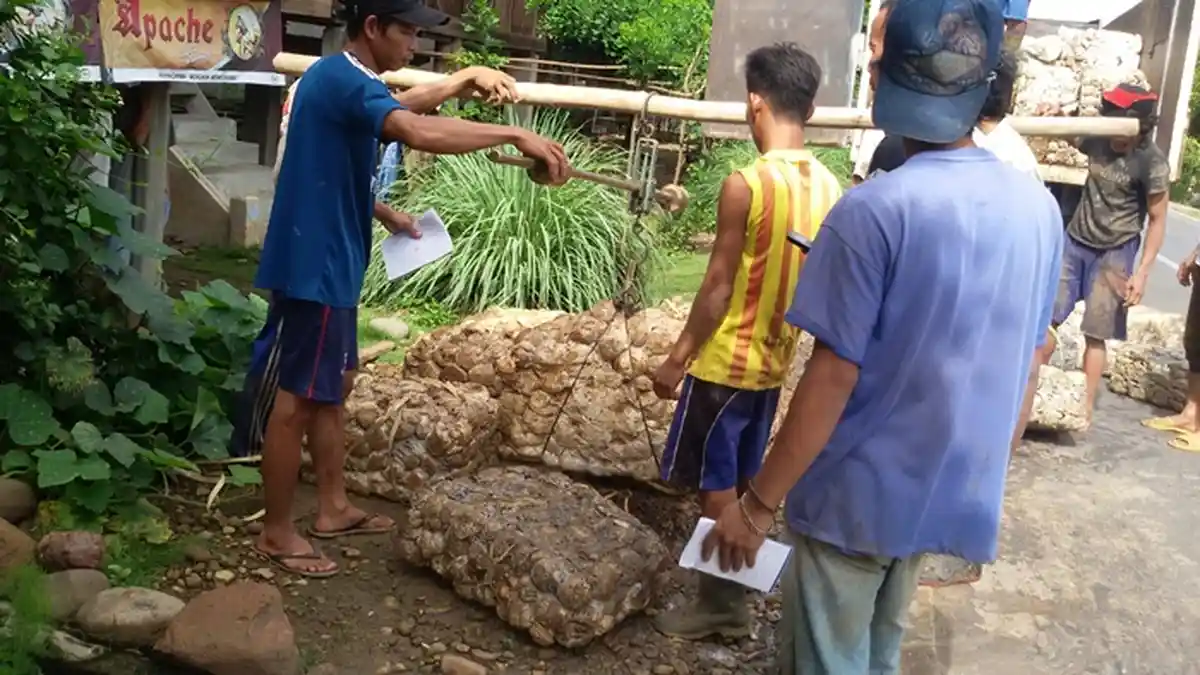 3 Hari Berturut-turut Harga Karet di Sumsel Melesat Naik, Tembus Rp 22 Per Kilo