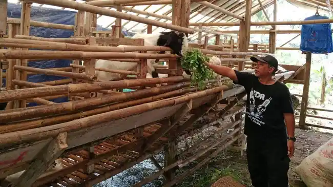 Jelang Idul Adha, Peternak Perketat Pengawasan Hewan Kurban untuk Cegah PMK