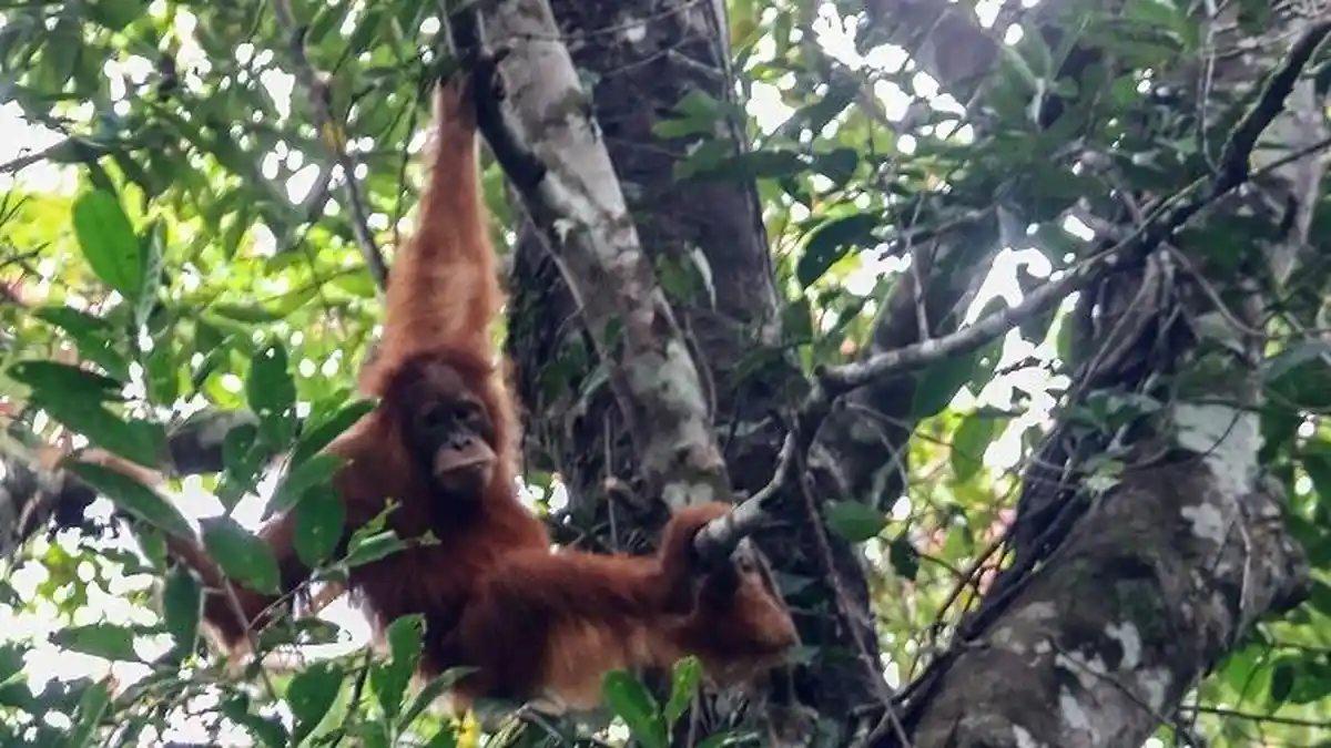 Masih Layakkah Rawa Tripa sebagai Habitat Orangutan? - OrangutanSumatra.jpg