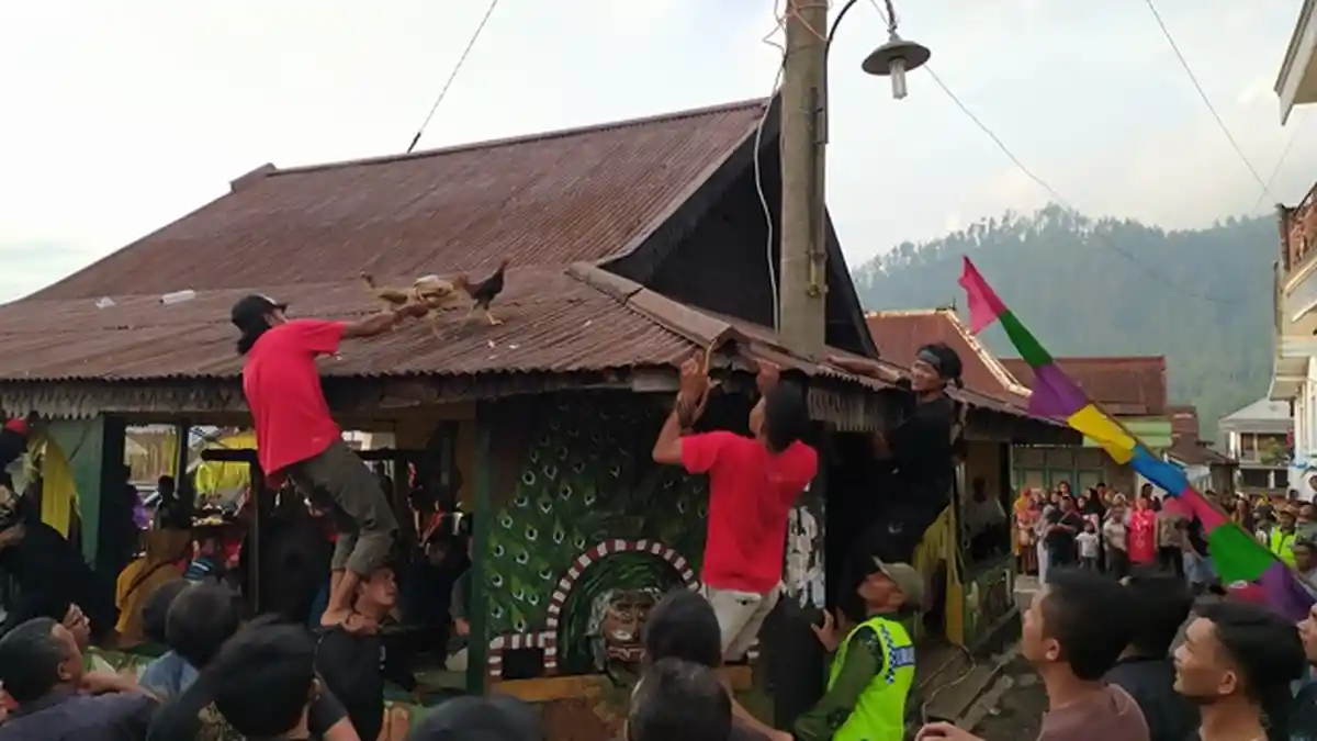 Warga Heboh Berebut Ayam Kampung dalam Upacara Mondosiyo di Pancot Tawangmangu Karanganyar