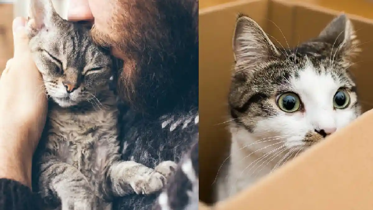 Pria Makan Kucing Hidup-hidup di Kemayoran Masih Diburu Polisi, Pelaku Bisa Kena Pidana Ringan