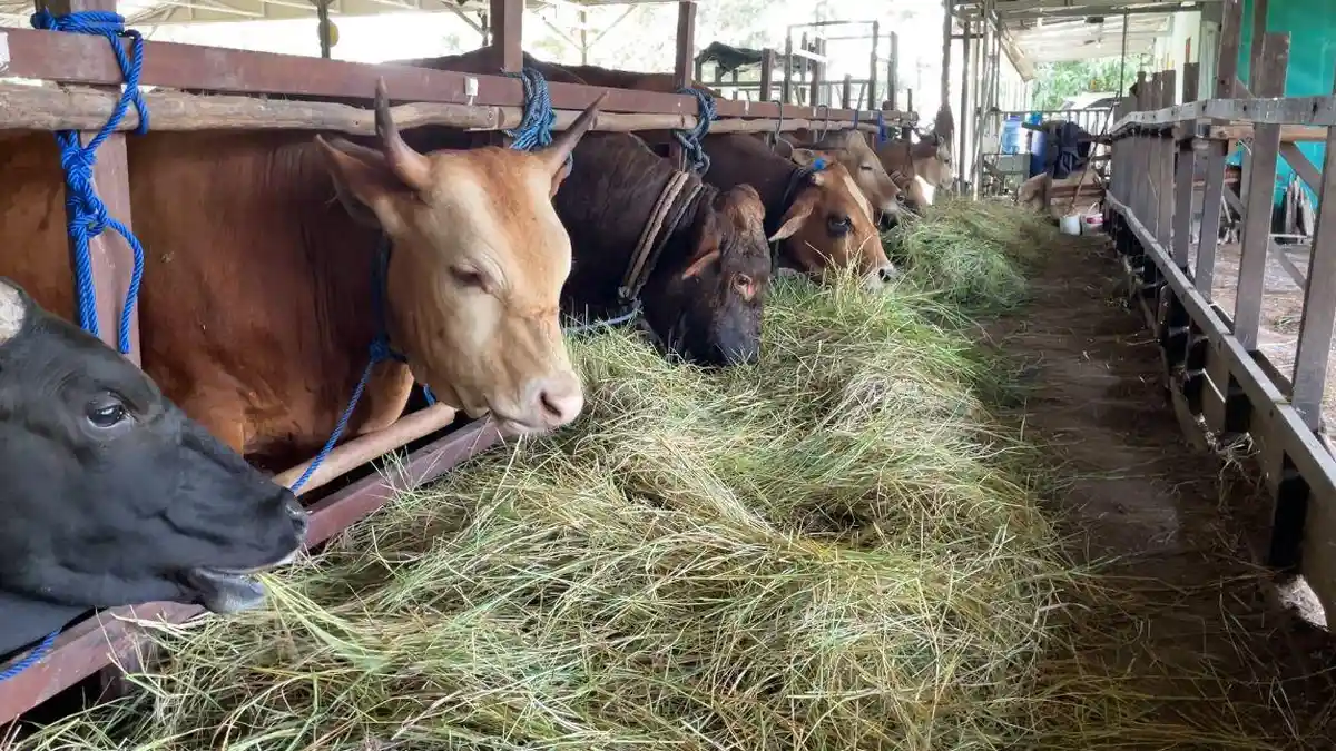 Rumah Sapi Sapaja Batola Upayakan Harga Sapi Kurban Stabil, Meski Biaya Angkutan Naik