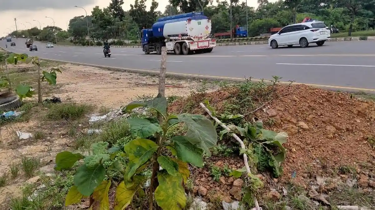 BP Batam Minta TN Tanggung Jawab Setelah Tebang 300 Pohon Jati Emas dalam 2 Jam