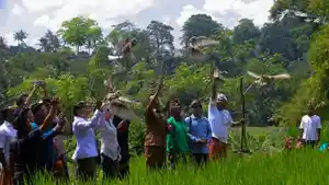 Jaga-Kemurnian-Alam-Bali-Warga-Kanada-Ini-Lepas-Burung-Hantu-Atasi-Hama-Tikus.jpg