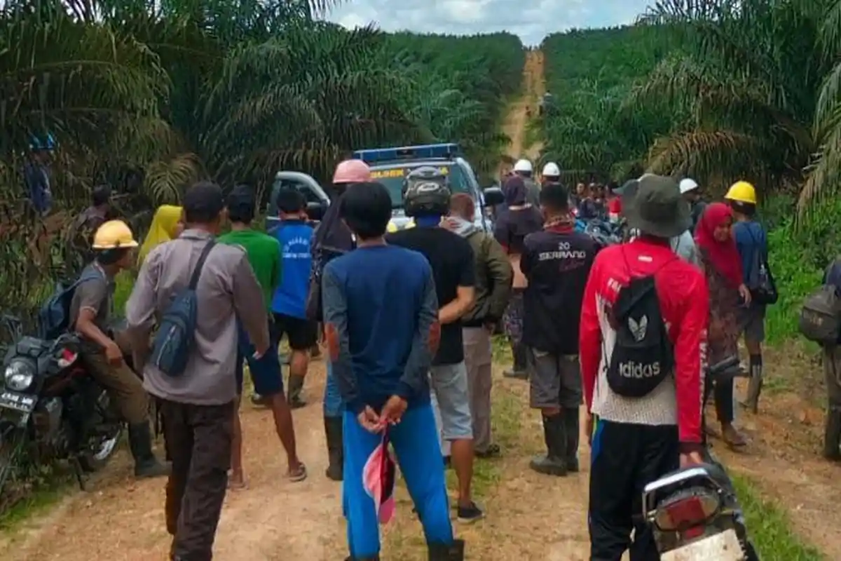 Mayat yang Ditemukan di Perkebunan Sawit di Bangka Barat Mirip Hafiza Bocah yang Hilang Misterius