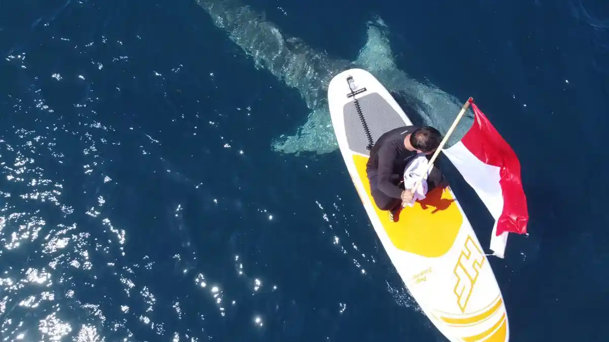 Hiu Paus Botubarani Viral di FB Sebelum Jadi Destinasi Wisata Andalan Gorontalo