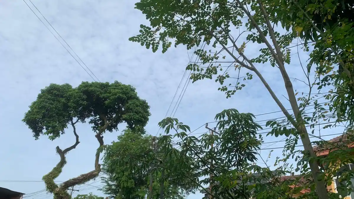 Prakiraan Cuaca Kota Padang Senin 5 Januari 2026, BMKG: Cerah Berawan Seharian