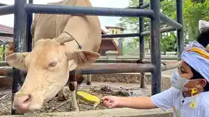 Lembu-putih-di-Desa-Taro-mengantarkan-desa-ini-sebagai-desa-wisata-terbaik-Nusantara.jpg