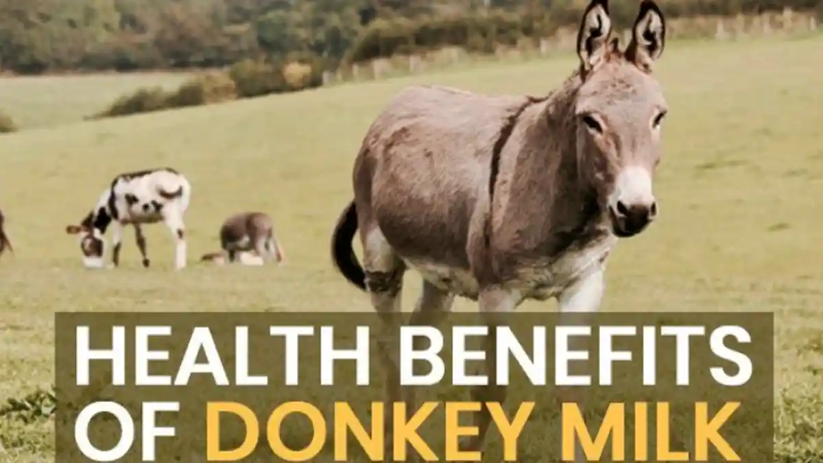 Cegah Penuaan Dini dan Obesitas dengan Minum Susu Keledai, Simak Manfaatnya