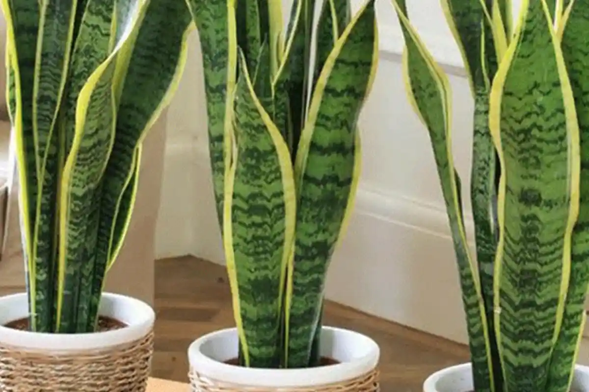 3 Tanaman Ini Wajib Ada di Rumah, dr Zaidul Akbar : Serap Karbon Dioksida hingga Sumber Oksigen