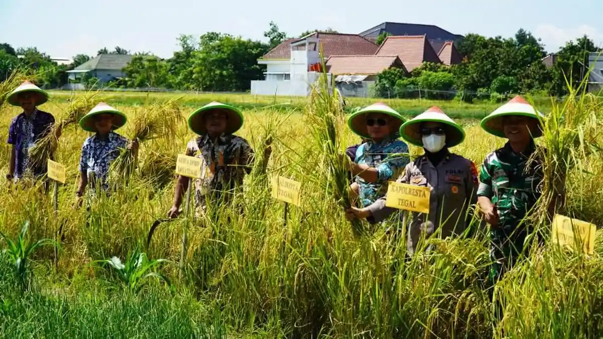 Wali Kota Tegal Dedy Yon Supriyono Panen Raya Padi: Hasilnya Bagus