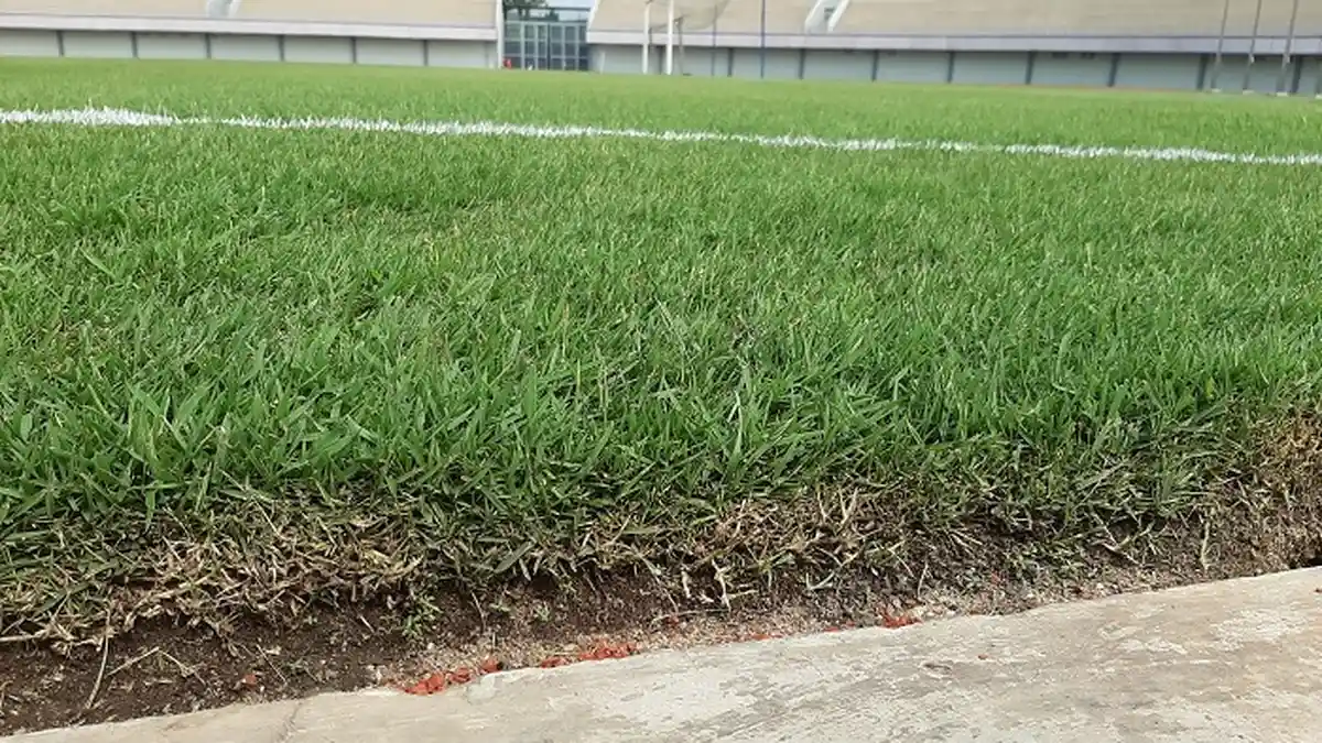 Rumput Lapangan Stadion Sepak Bola Juga Bisa Stres, Ini Penyebabnya