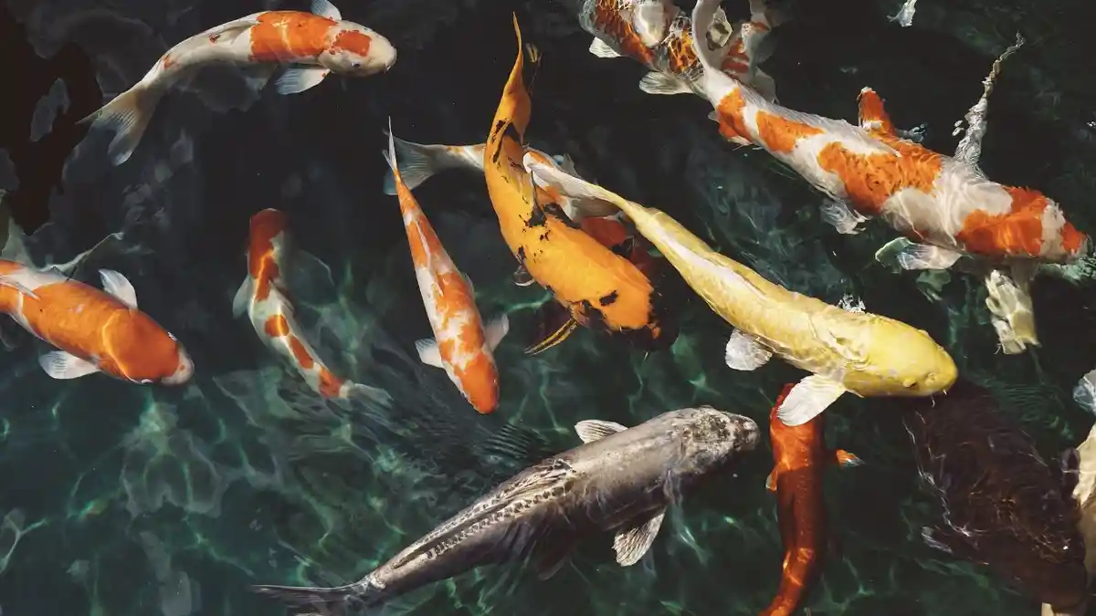 Arti Mimpi Ikan Warna-warni, Ungkap Bakat Terpendam