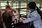 HEWAN-TERNAK-Pemeriksaan-hewan-ternak-untuk-kurban-Idul-Adha.jpg