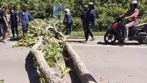 BREAKING-NEWS-Pengendara-Motor-di-PALI-Tewas-Tertimpa-Pohon-Tumbang-Tubuh-Terjepit-Motor-Ringsek.jpg