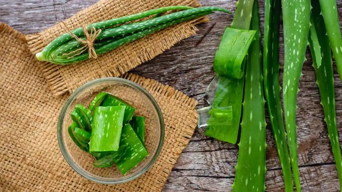 Hal-hal yang Perlu Diperhatikan sebelum Menanam Lidah Buaya: Perhatikan Wadah dan Tanah