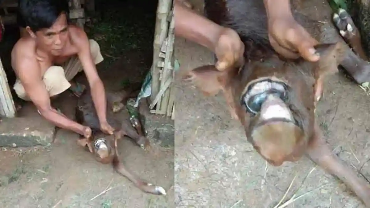 Warga Pamekasan Digegerkan Kelahiran Anak Sapi Bermata Satu