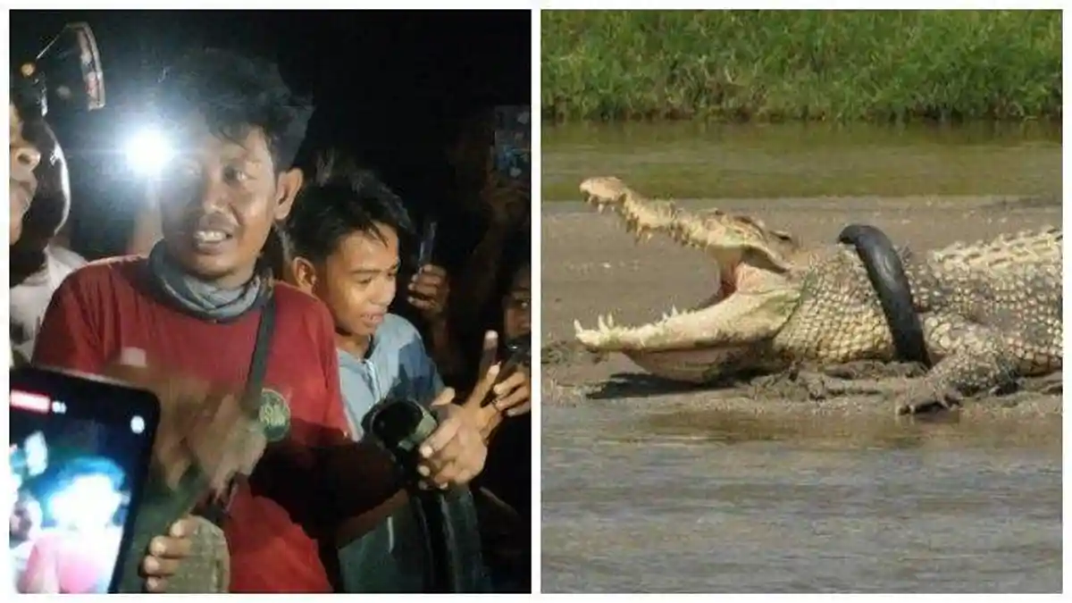 Pria Sragen Tangkap Buaya Berkalung Ban, Panji Petualang dan Matt Wright Selalu Gagal Menangkapnya