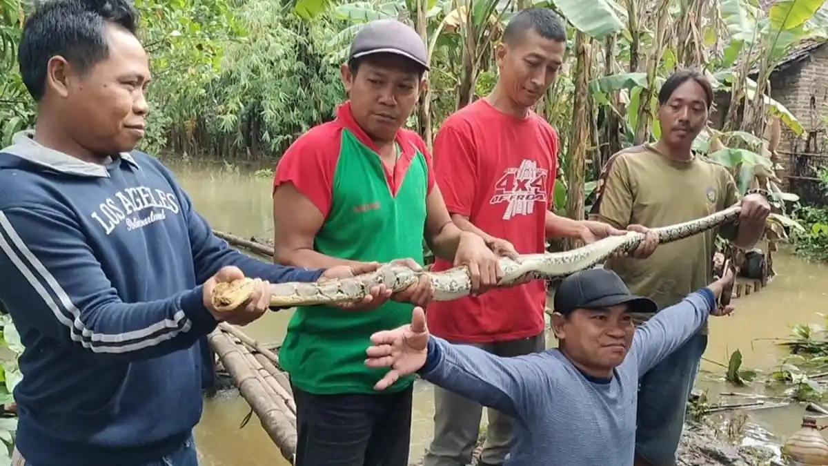 Geger Ular Piton 2 Meter Masuk Teras Rumah Warga Mejobo Kudus Saat Banjir