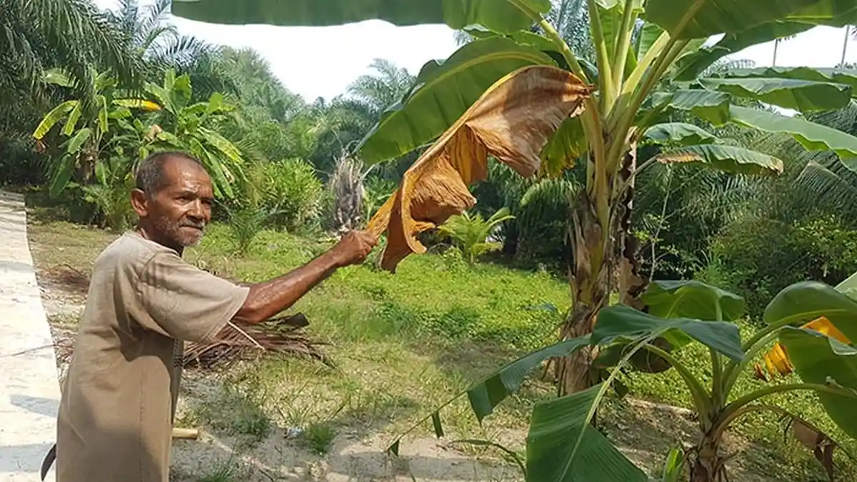 Tanaman Pohon Pisang Warga Langsa Terkena Penyakit Daunnya Layu