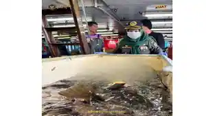 03022026ekspor-ikan-hidup-asal-Natuna.jpg