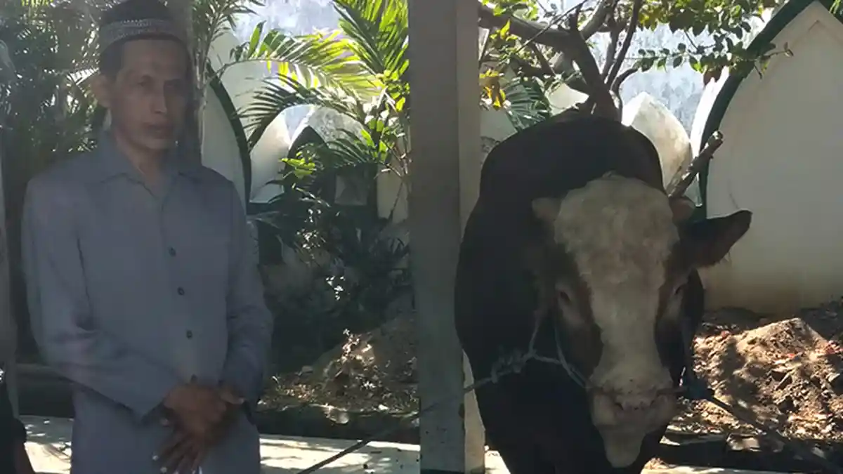 Panitia Penyembelihan Sapi Jokowi di Al Wustho Solo Bagikan 1.000 Paket Daging ke Warga
