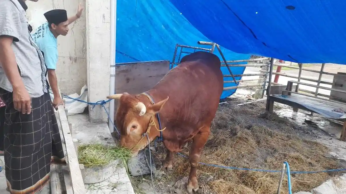 3 Sapi di Polman Diseleksi Jadi Hewan Kurban Presiden Jokowi, Harga Rp ...