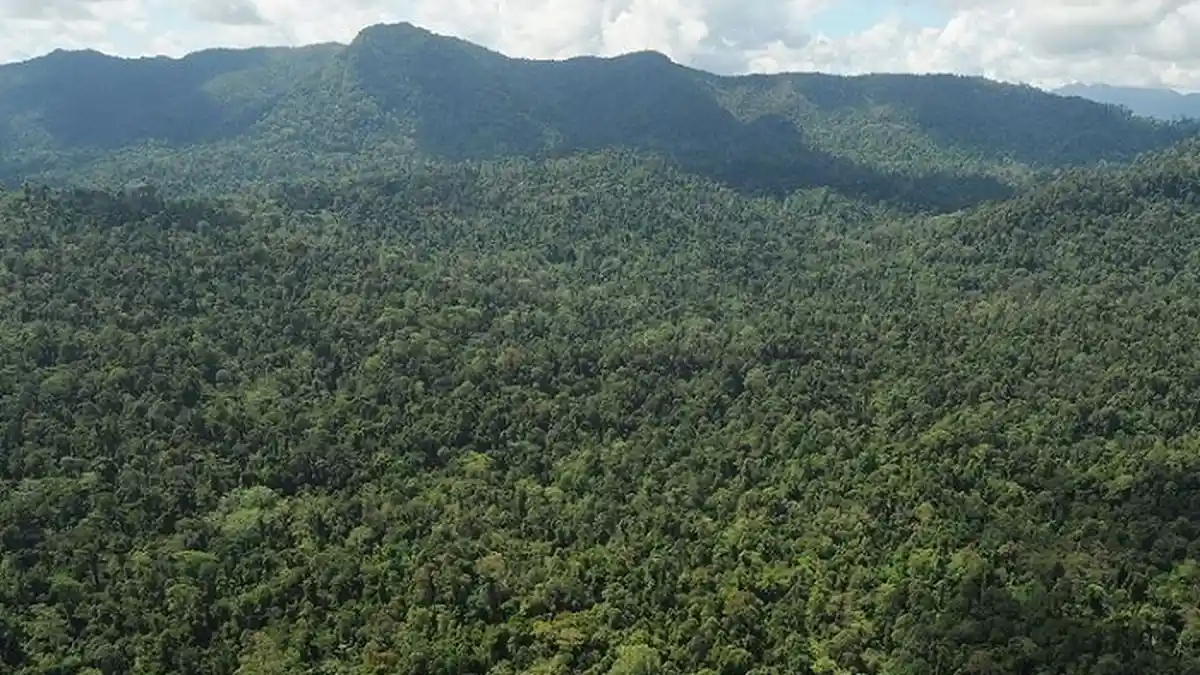 Kronologi 3 Orang Tewas Dihujani Anak Panah Saat Masuk Hutan Halmahera, Berniat Mendulang Emas
