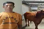 Pencuri-Sapi-Simental-Bikin-Peternak-di-OKI-Timur-Rugi-Rp-20-Juta-Begini-Modus-Pelaku.jpg