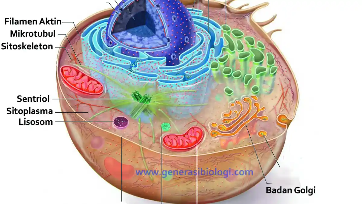 Sel : Jenis dan Perbedaan Sel Materi Belajar Biologi