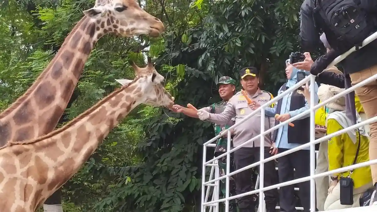 Momen Gubernur Khofifah, Kapolda dan Pangdam Kompak Suapi Sejoli Jerapah Moritz dan Wella di KBS