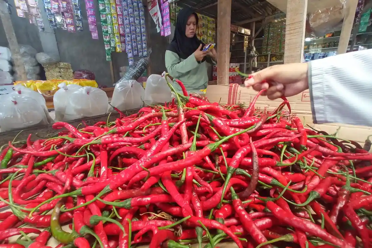 Harga Cabai Merah di Dumai Capai Rp 76 Ribu /Kg, Rawit Merah Rp 80 Ribu/Kg