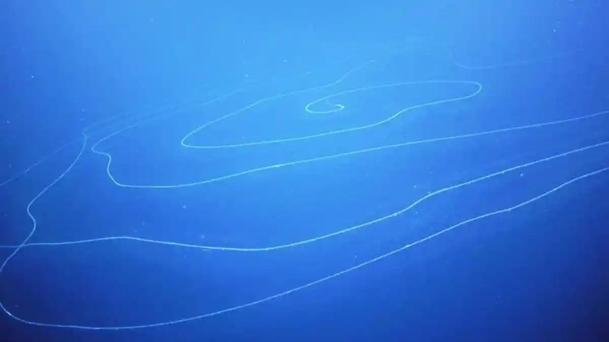Ilmuwan Temukan Hewan Terpanjang di Dunia di Laut Dalam Australia