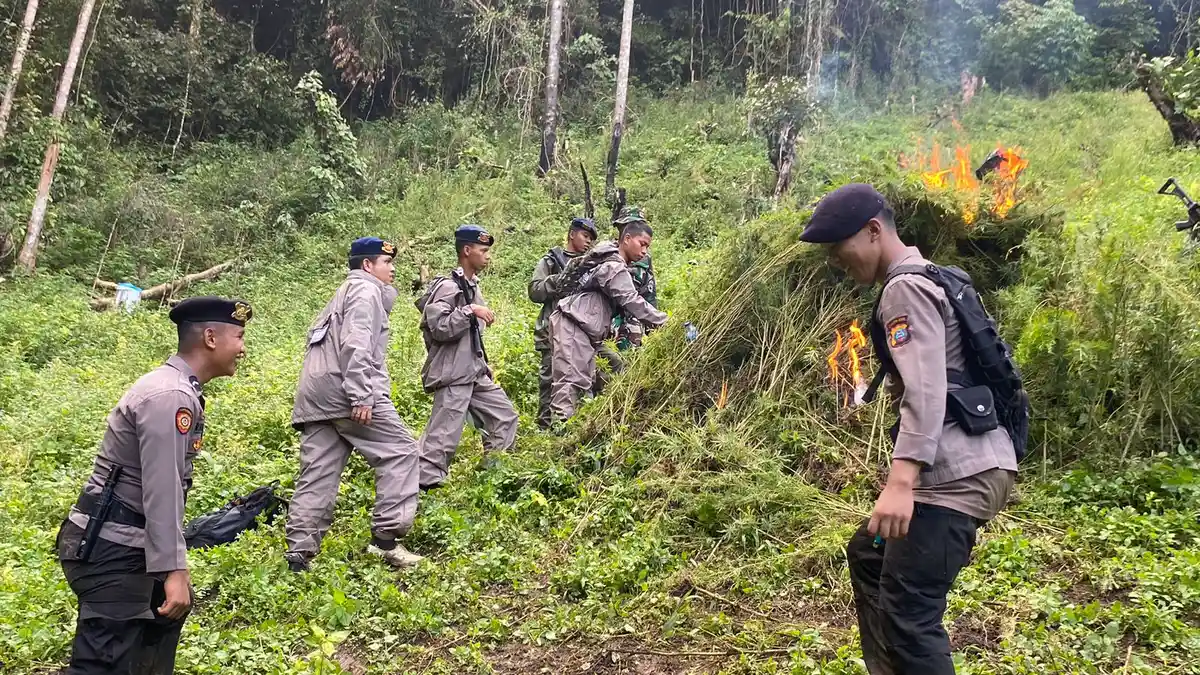 Polda Sumut Musnahkan 110 Ton Ganja dari Hasil Perburuan